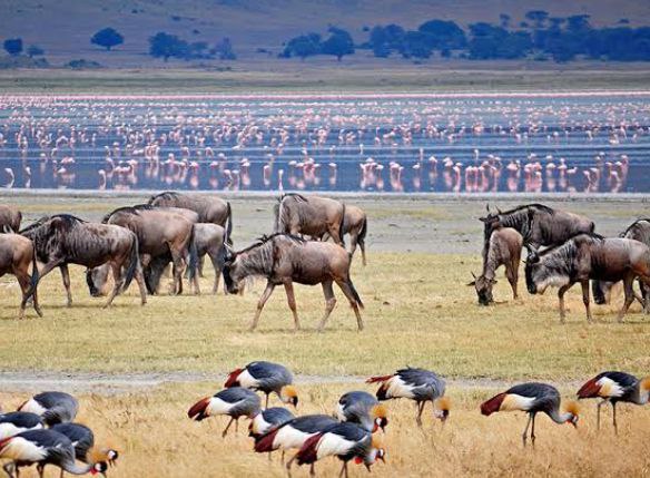 Ngorongoro National Park