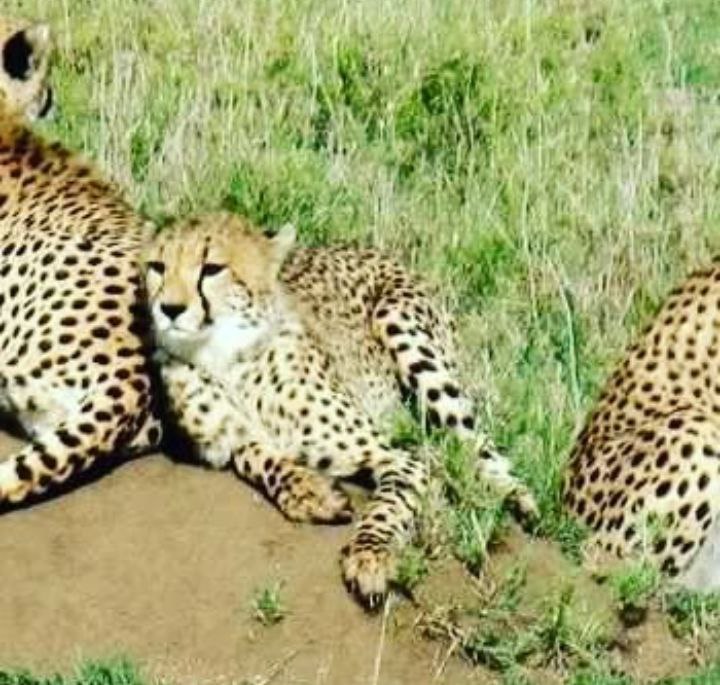 Safari North Tanzania