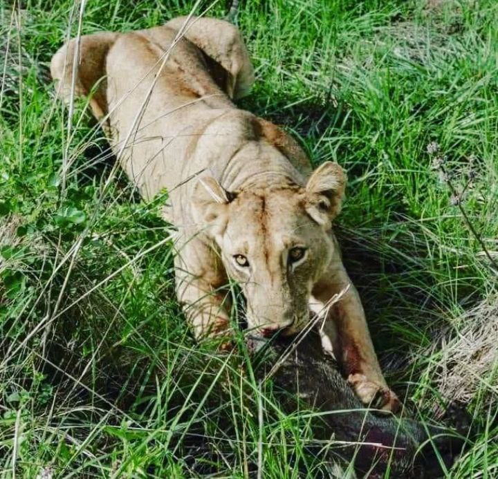 Safari North Tanzania
