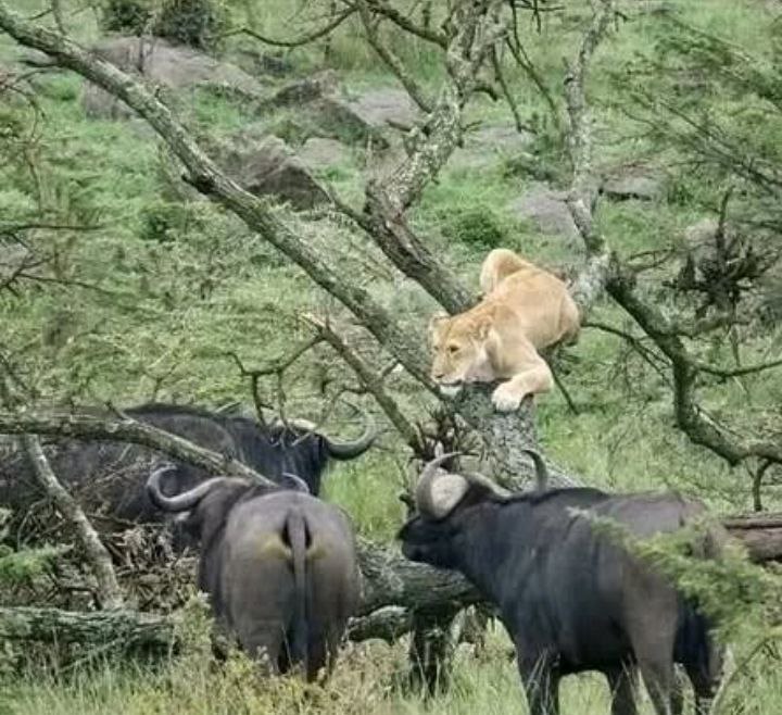 Safari North Tanzania