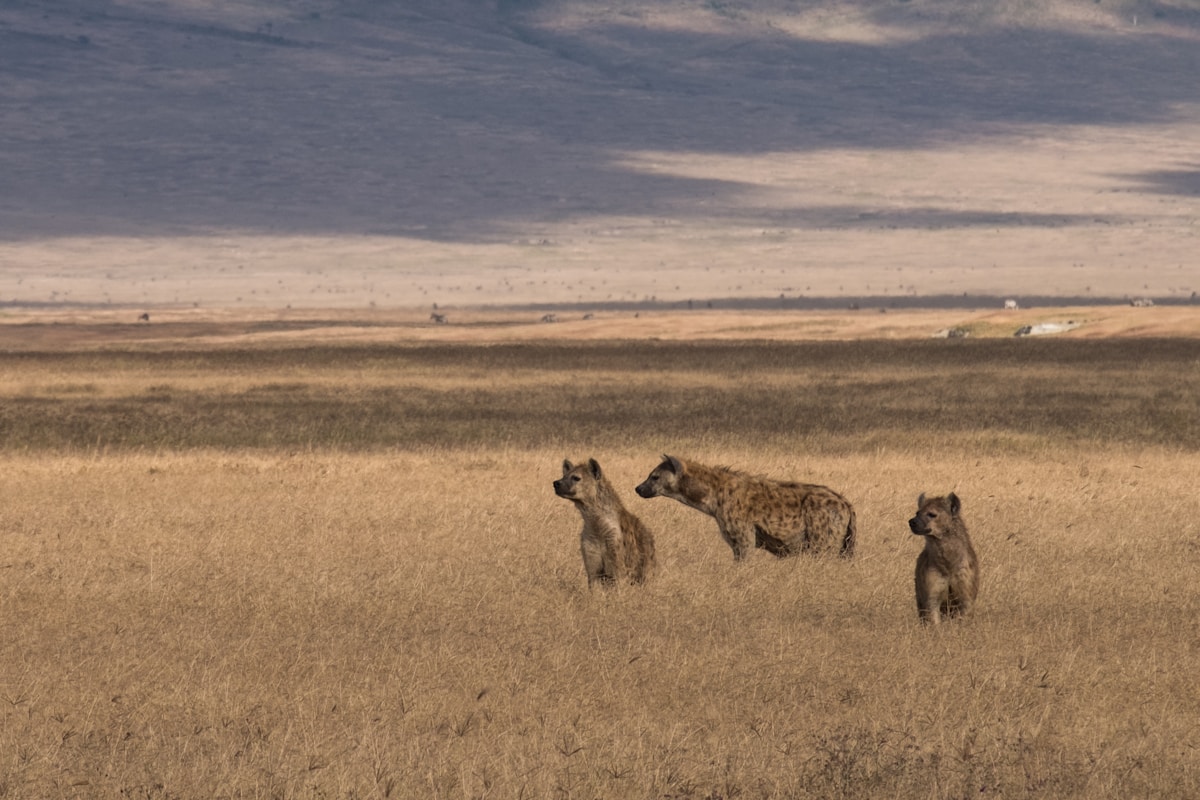 Tanzania Safari 2D – Tarangire & Ngorongoro